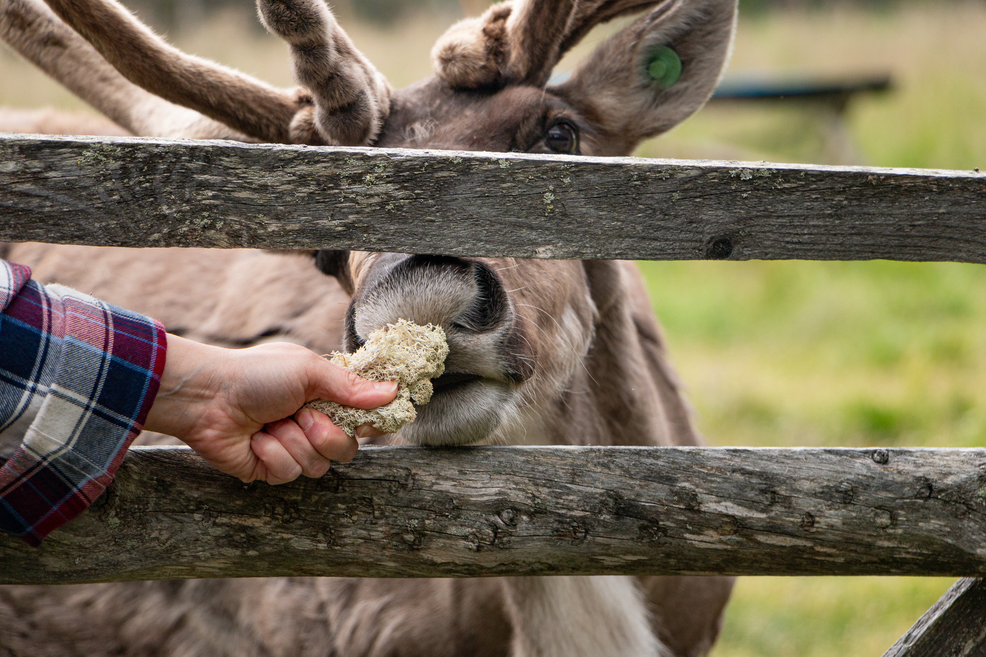P52_WEEK28ALT_ANIMALS_IMG_6255_FF.jpg