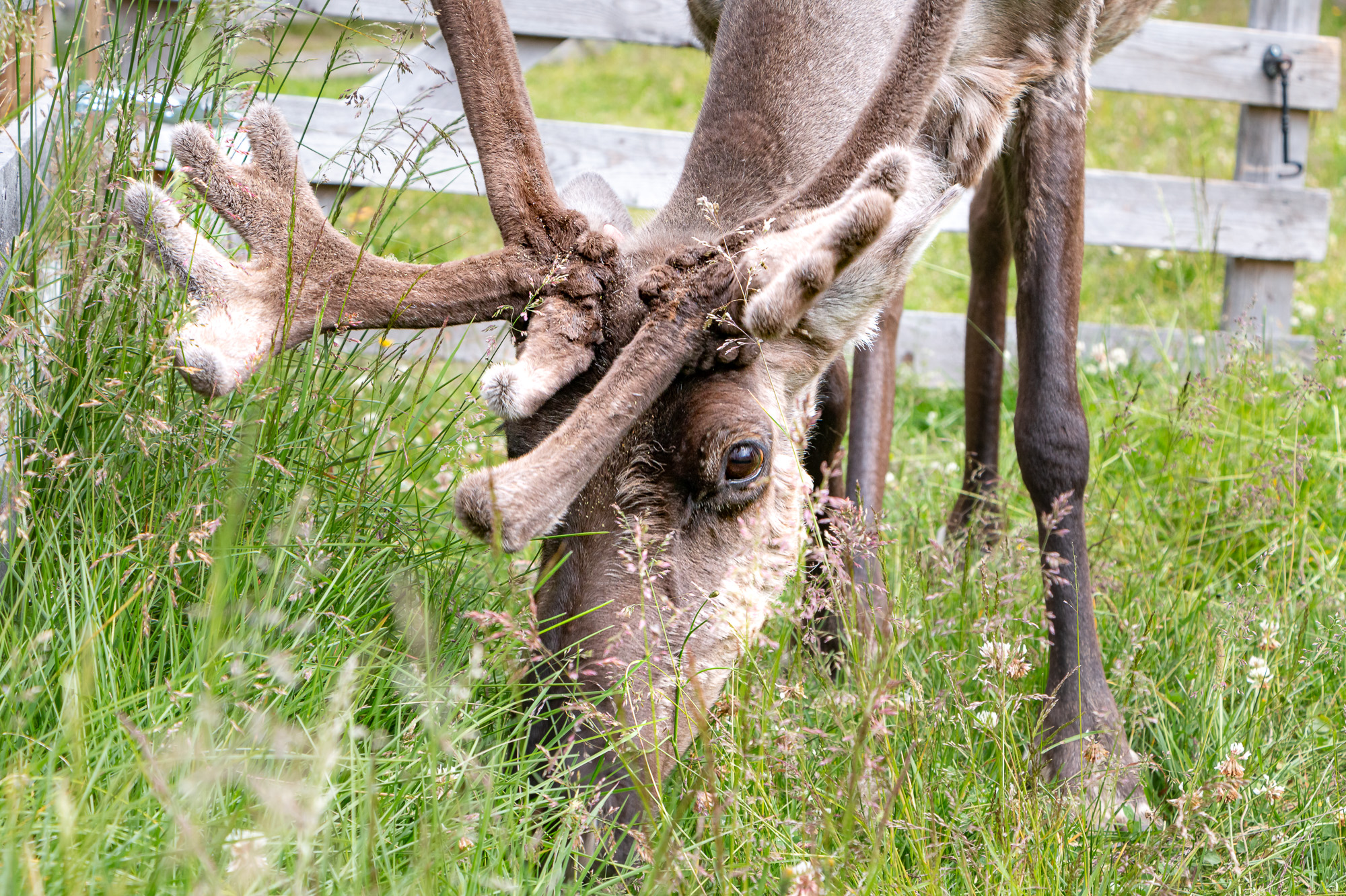 P52_WEEK28ALT_ANIMALS_IMG_6366_FF.jpg