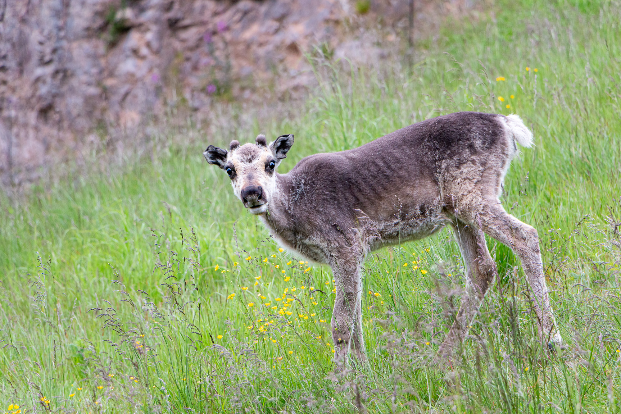 P52_WEEK28ALT_ANIMALS_IMG_6652_FF.jpg