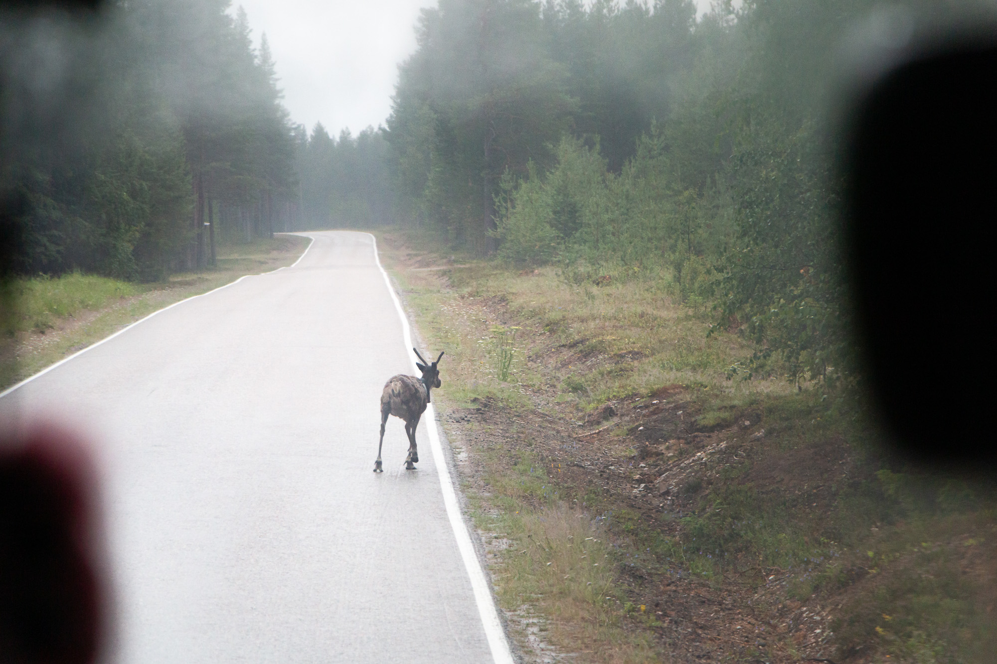 P52_WEEK28ALT_ANIMALS_IMG_6937_FF.jpg