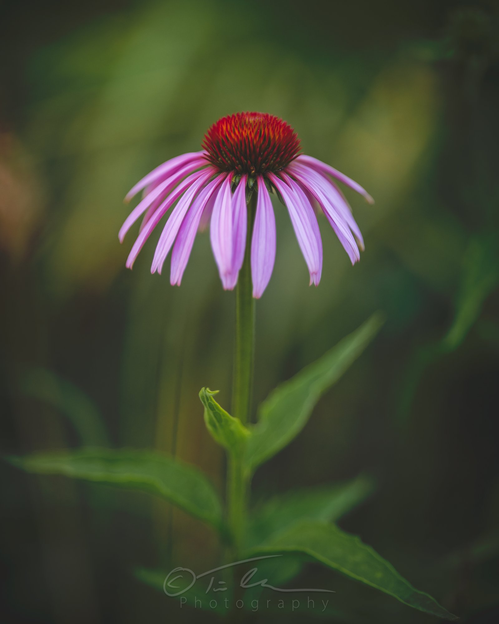 2023_07_27_21_08_57_EOS-R6m20271-3.jpg