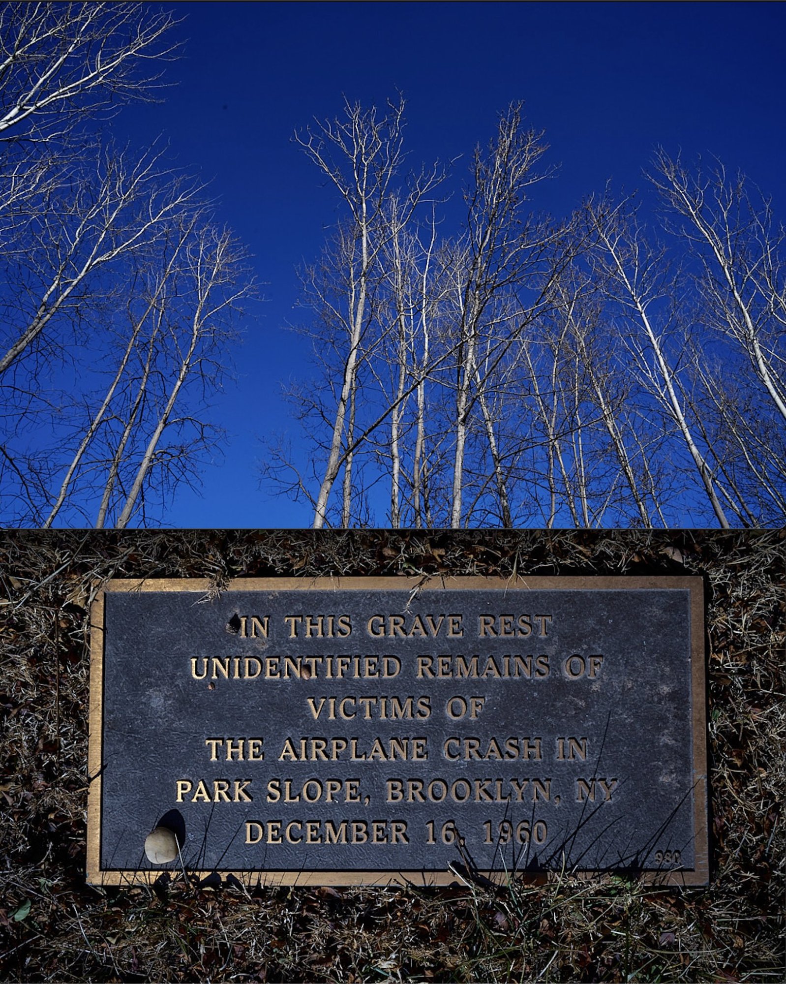 2025 01 30 100 quaking aspen.jpg