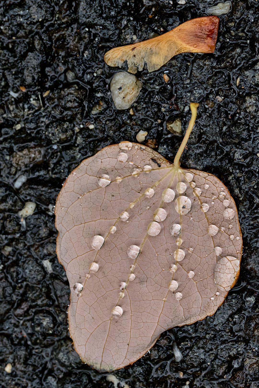 2025-10-11 ~ R52_3489.jpg