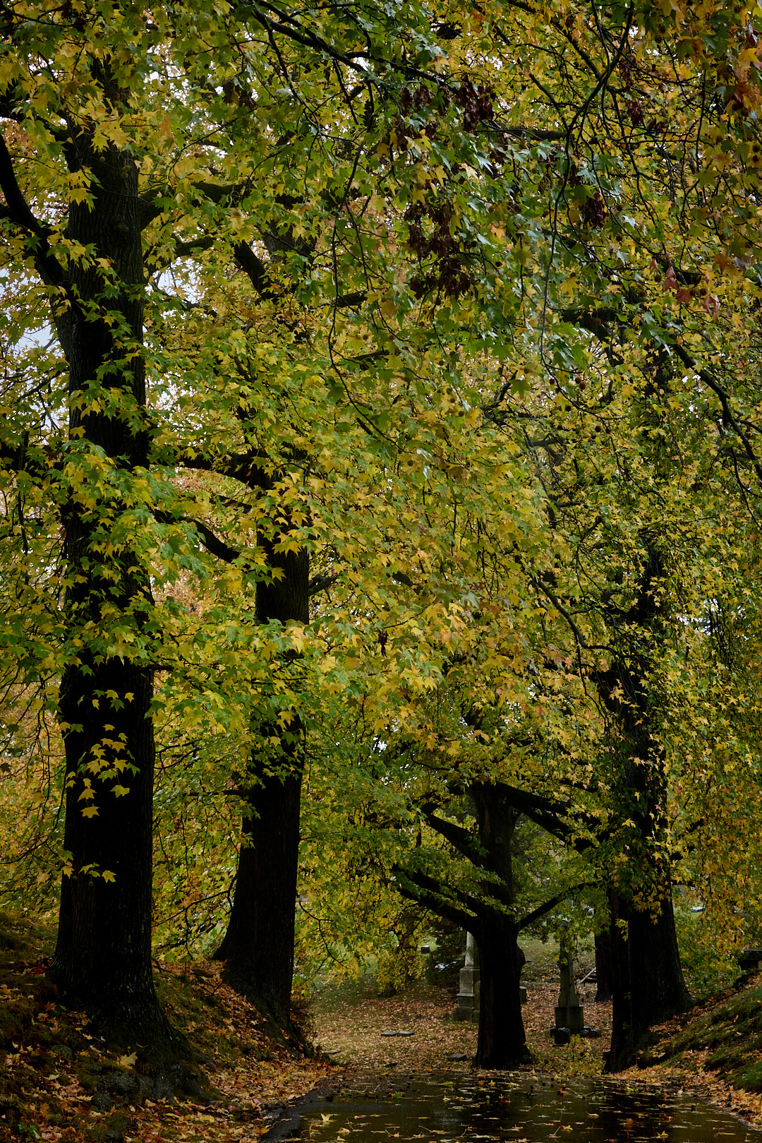 2025-10-30 ~ R52_7646.jpg