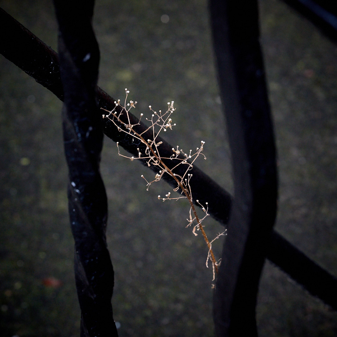 2025-11-19 ~ R52_0733.jpg