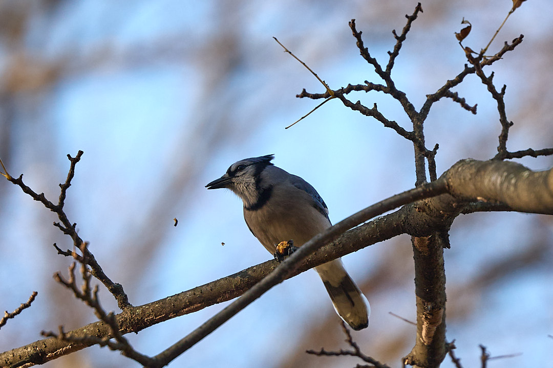 2025-12-03 ~ R52_3045.jpg