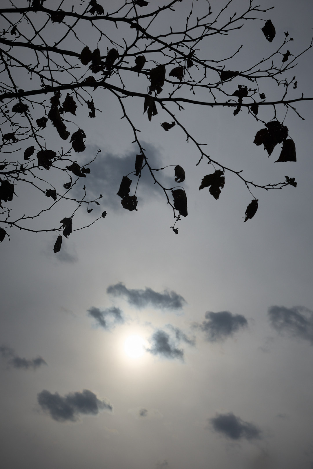 2025-12-10 ~ R52_4289.jpg