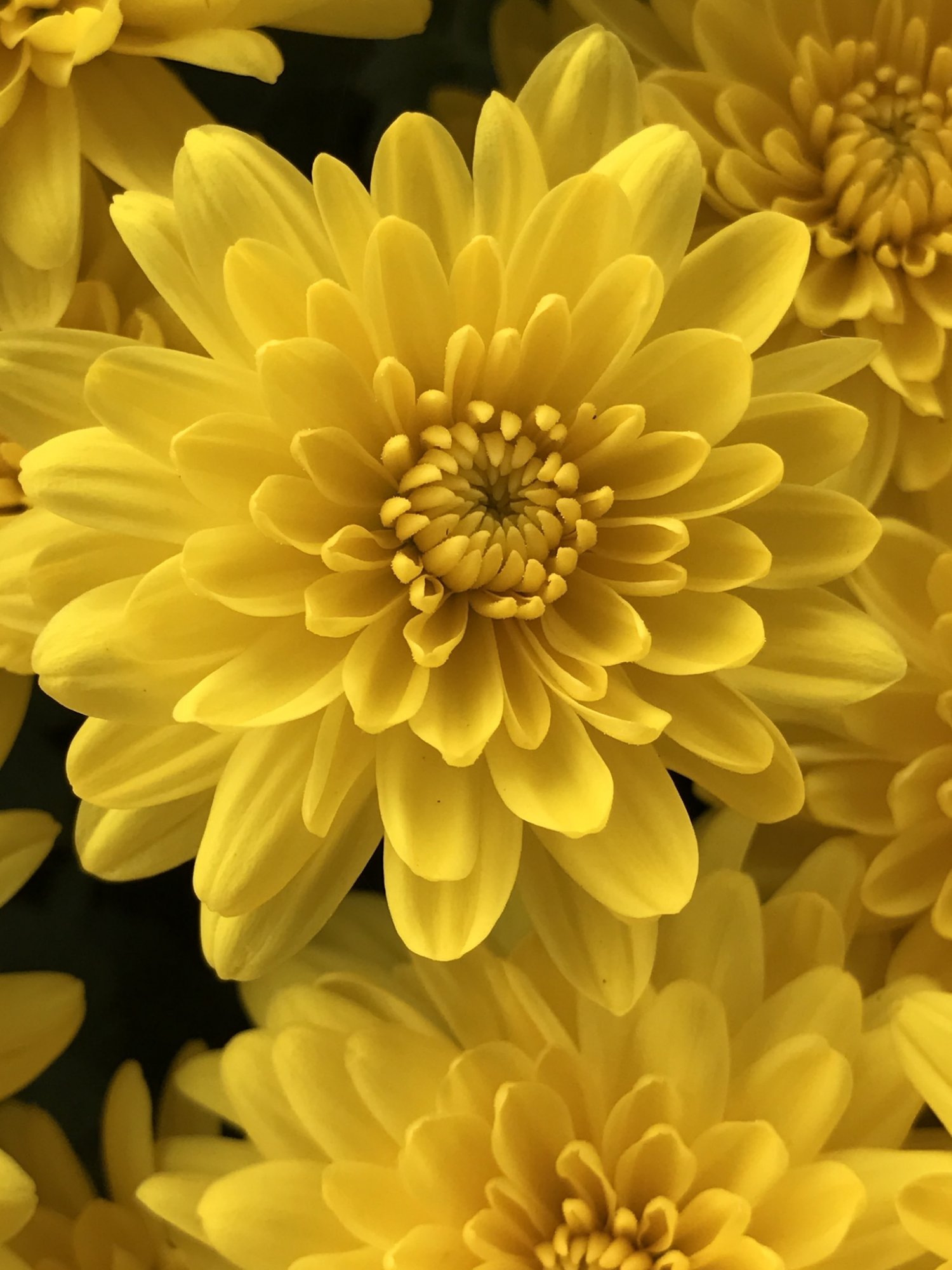 20B76829-0E5B-46FF-A33F-801C233BA351.jpeg