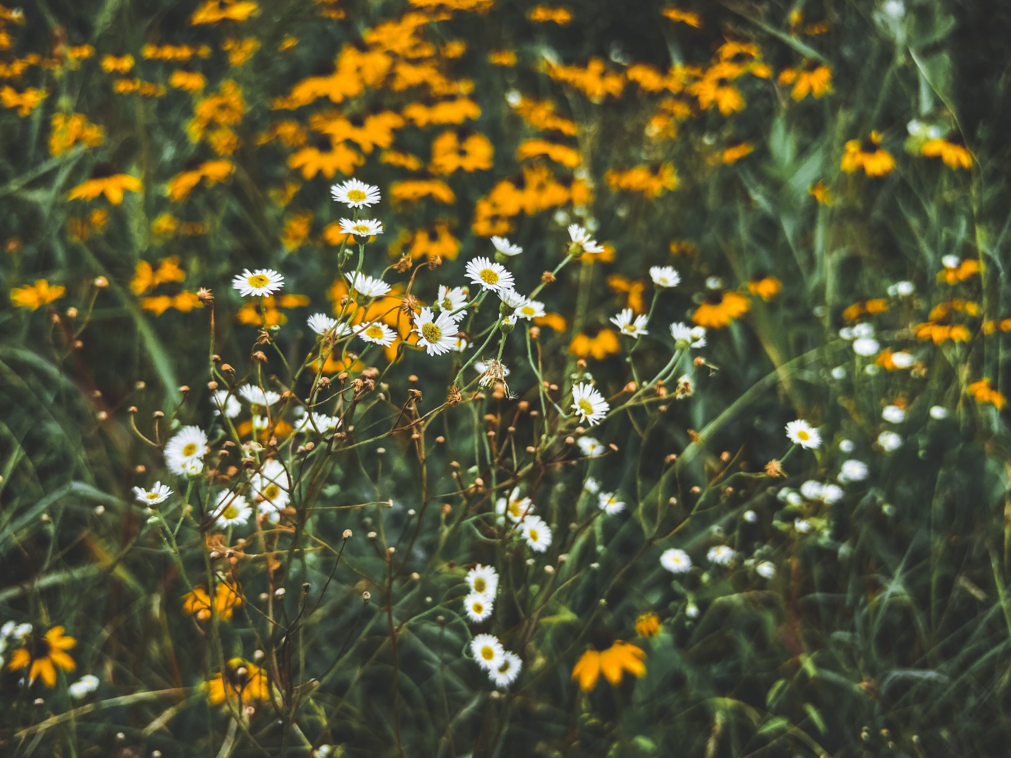 21827D13-B9E7-4A53-BE3D-91E82BA5F8CF.jpeg