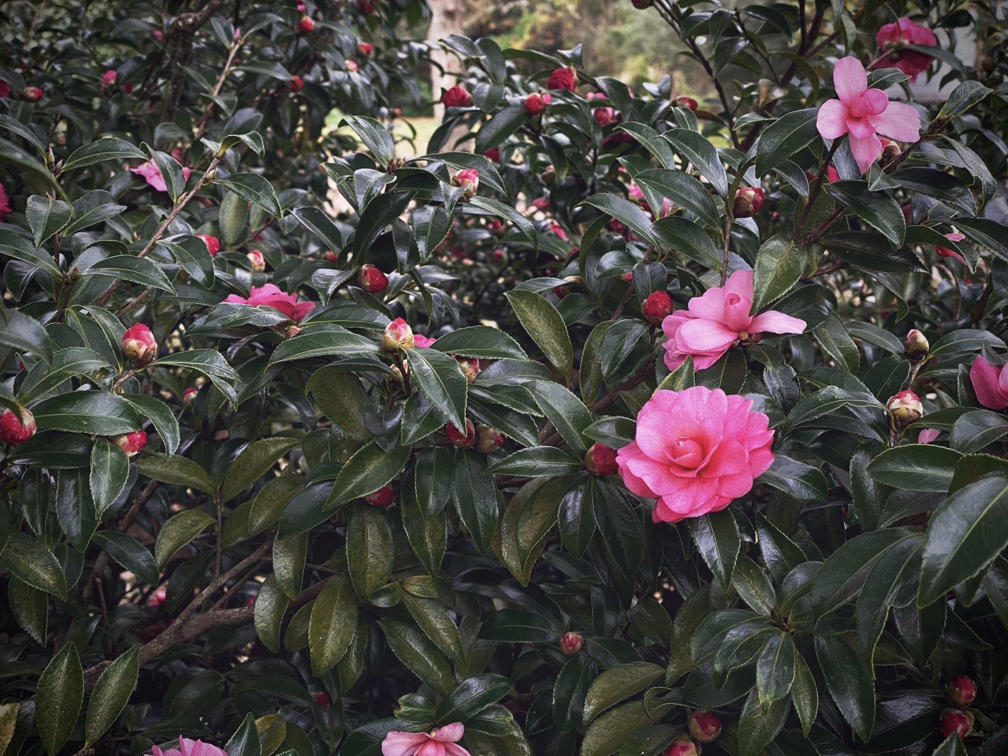 23B3C68E-45FA-4956-B879-C0224FBAB92C.jpeg