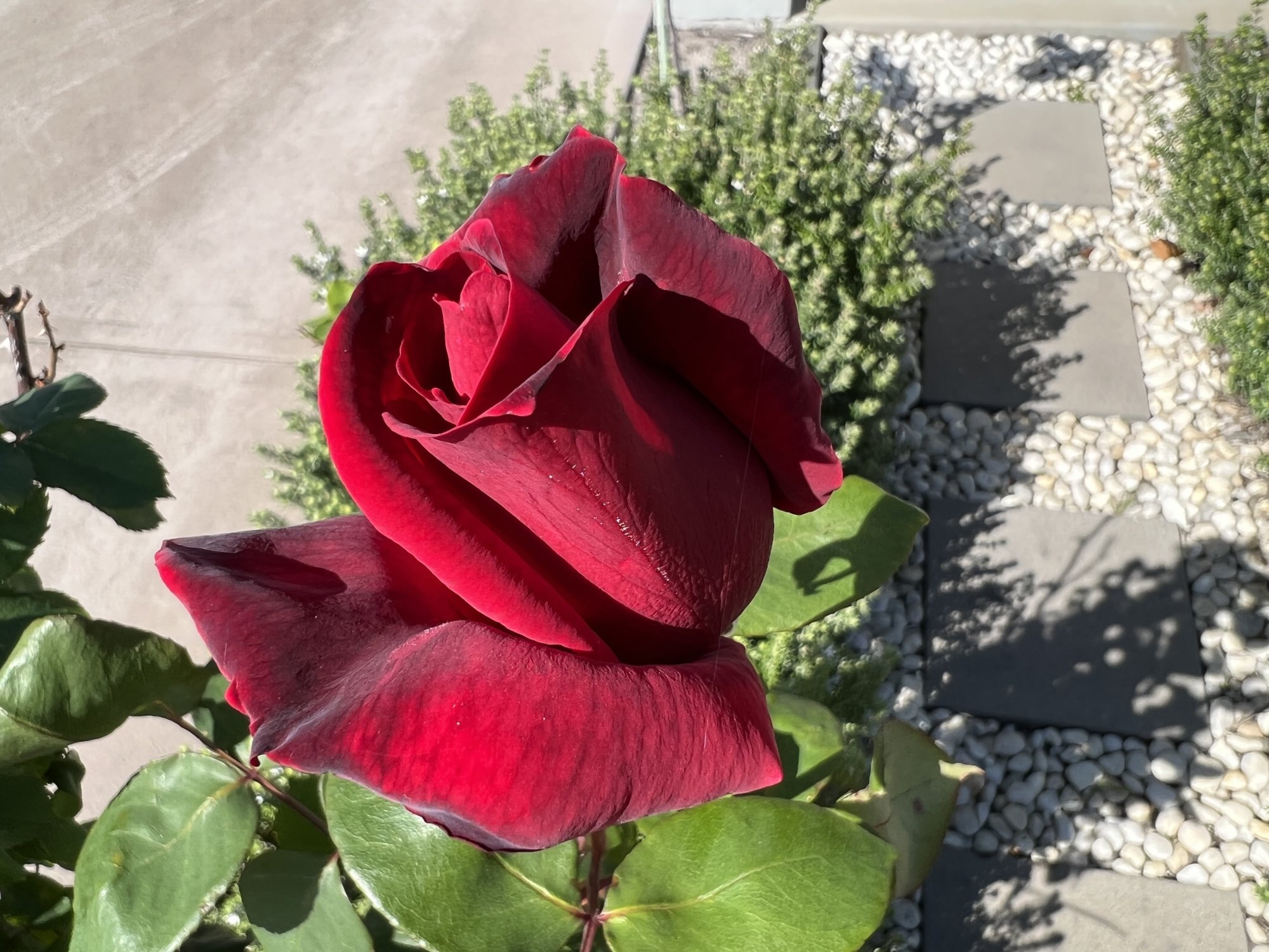 268B8BF9-8106-40F8-AC59-D13F5956BB8C.jpeg