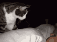 2C3F3F36-4802-42EA-8734-5DA4CA719061.gif