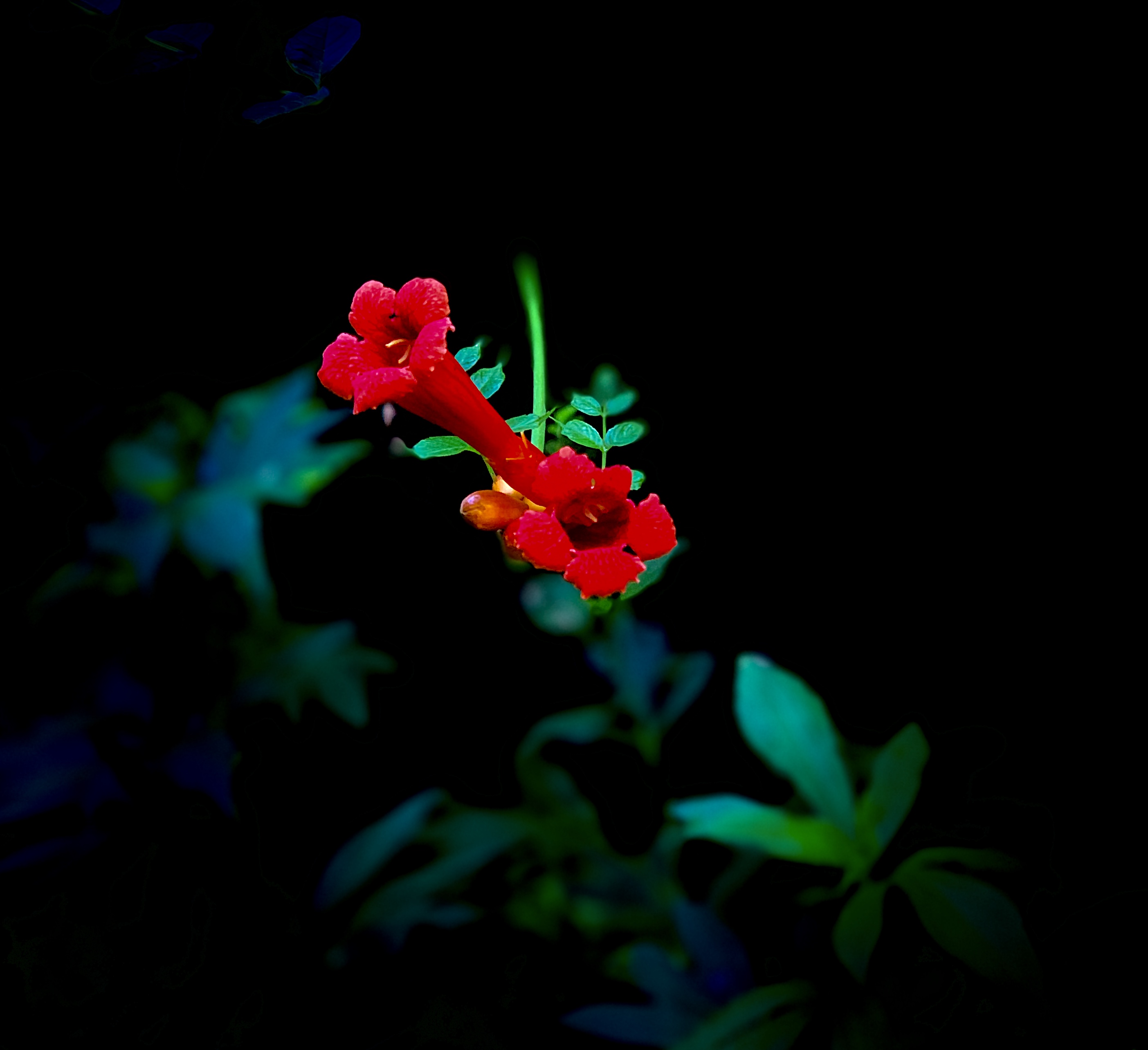 32B57A66-14F4-4450-91B0-BCD1582B8FE3.jpeg