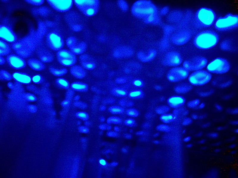 339653582_f68dbd6d05_c.jpg