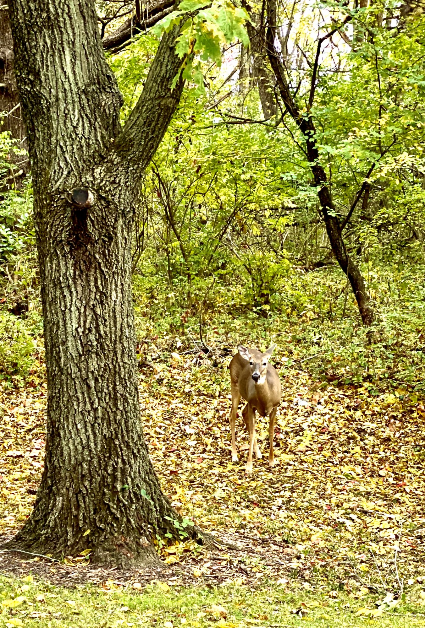 3AF60F7D-A258-4973-8C2A-ABEBC580AC11.jpeg