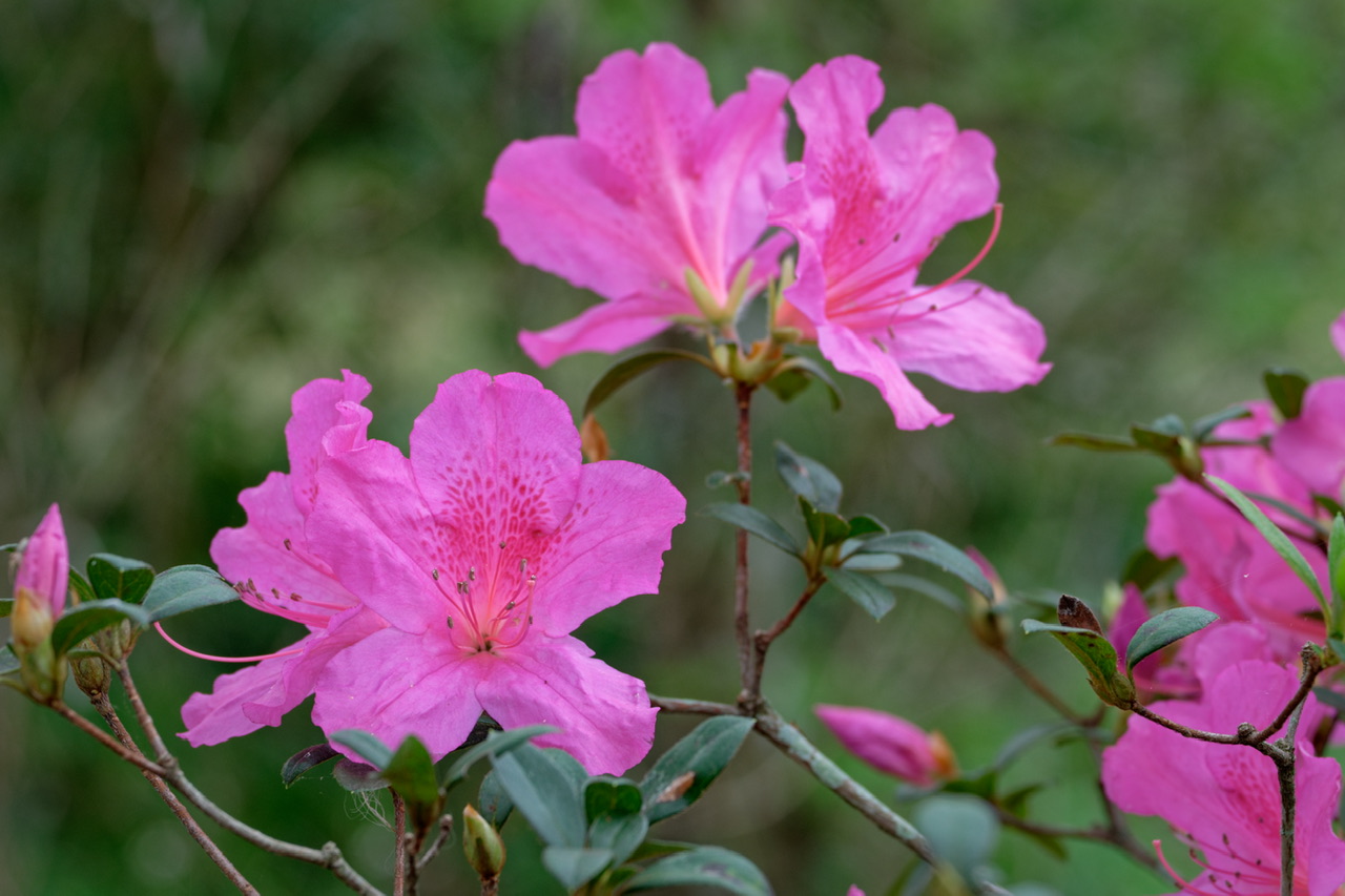 3D18C463-EA96-4725-93BC-665FED883A19.jpeg