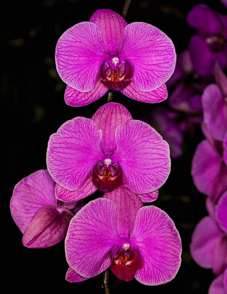 3phalpink1024.jpg