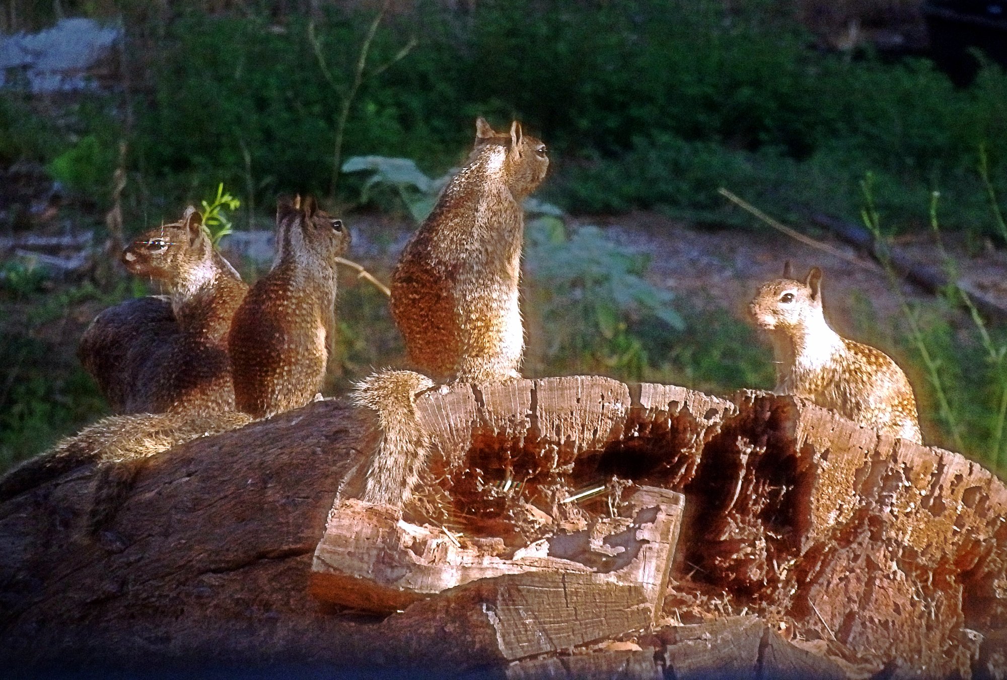 4 squirrels on stump xv crop.jpg