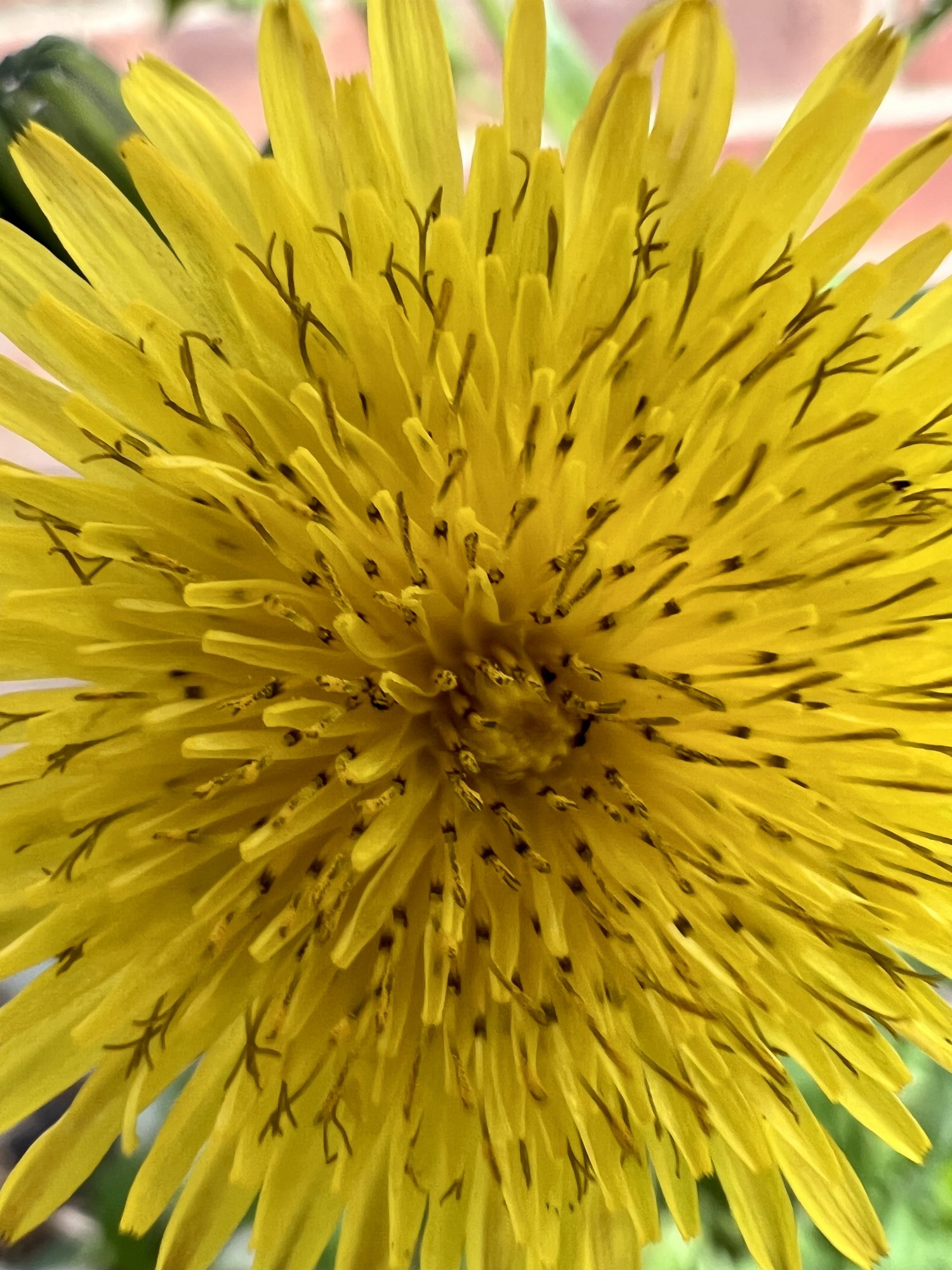 4A60F808-411E-4F2E-B414-83C92DC746E6.jpeg