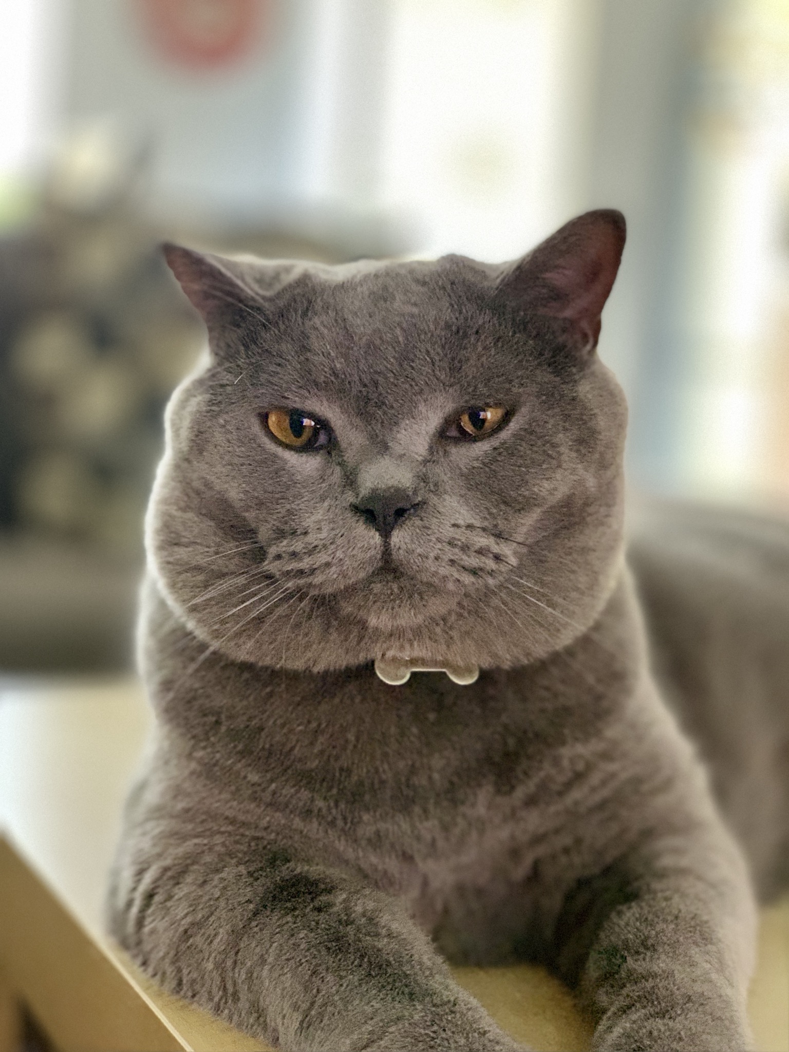 4C0F09FD-57A8-49F5-A15B-C4B1DEBF5B5F.jpeg