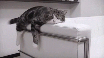 4EB2A471-4FEF-4A33-8823-74CDB70A1BDB.gif