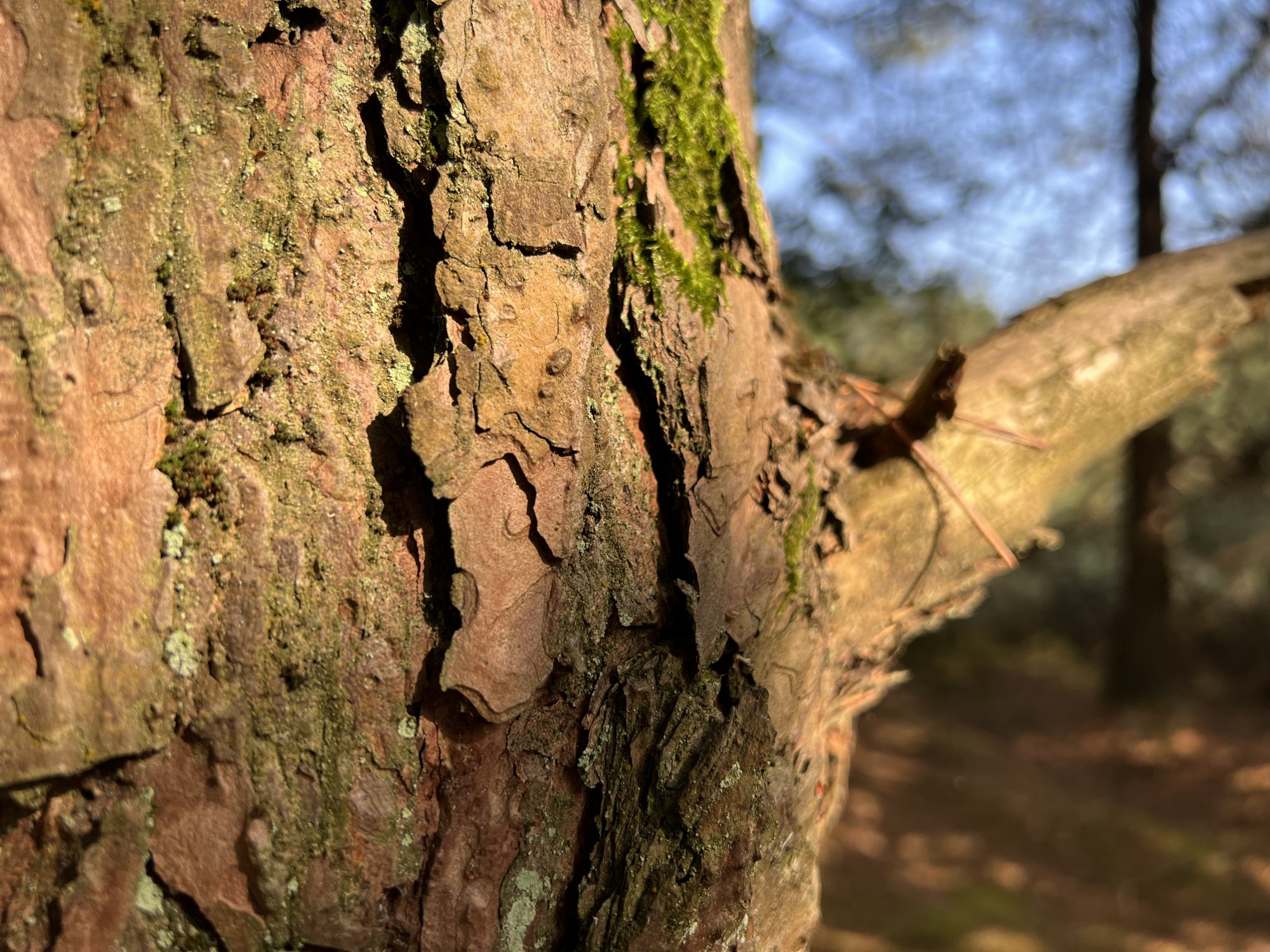 4F078217-7ACA-4109-A4DE-E234AD65E7EF.jpeg