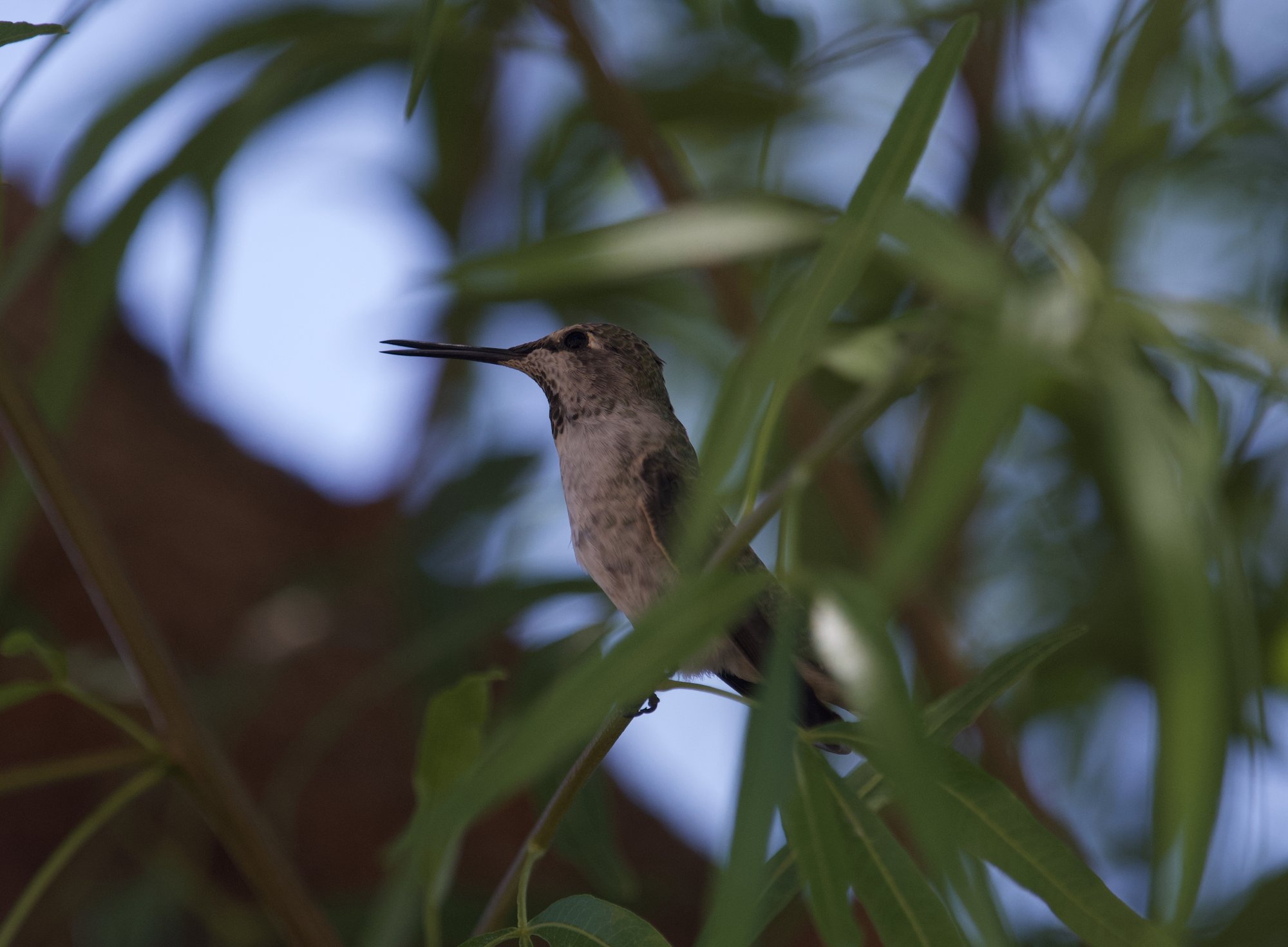 500_0471 copy.jpg