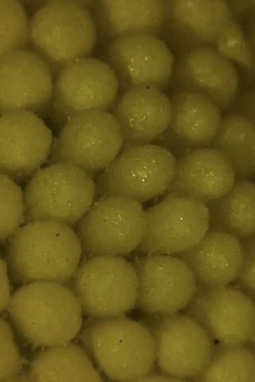 50103533-F9AB-4FC5-9AE7-09EC57735039.jpeg