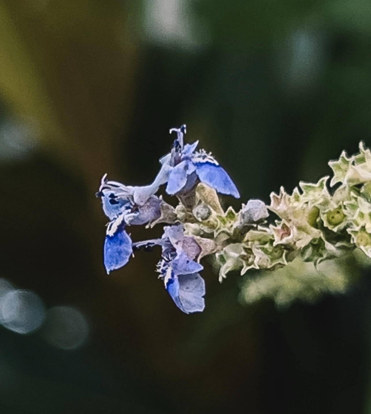 56EA7E57-3A03-4F92-A4FC-55FE2F76417A.jpeg