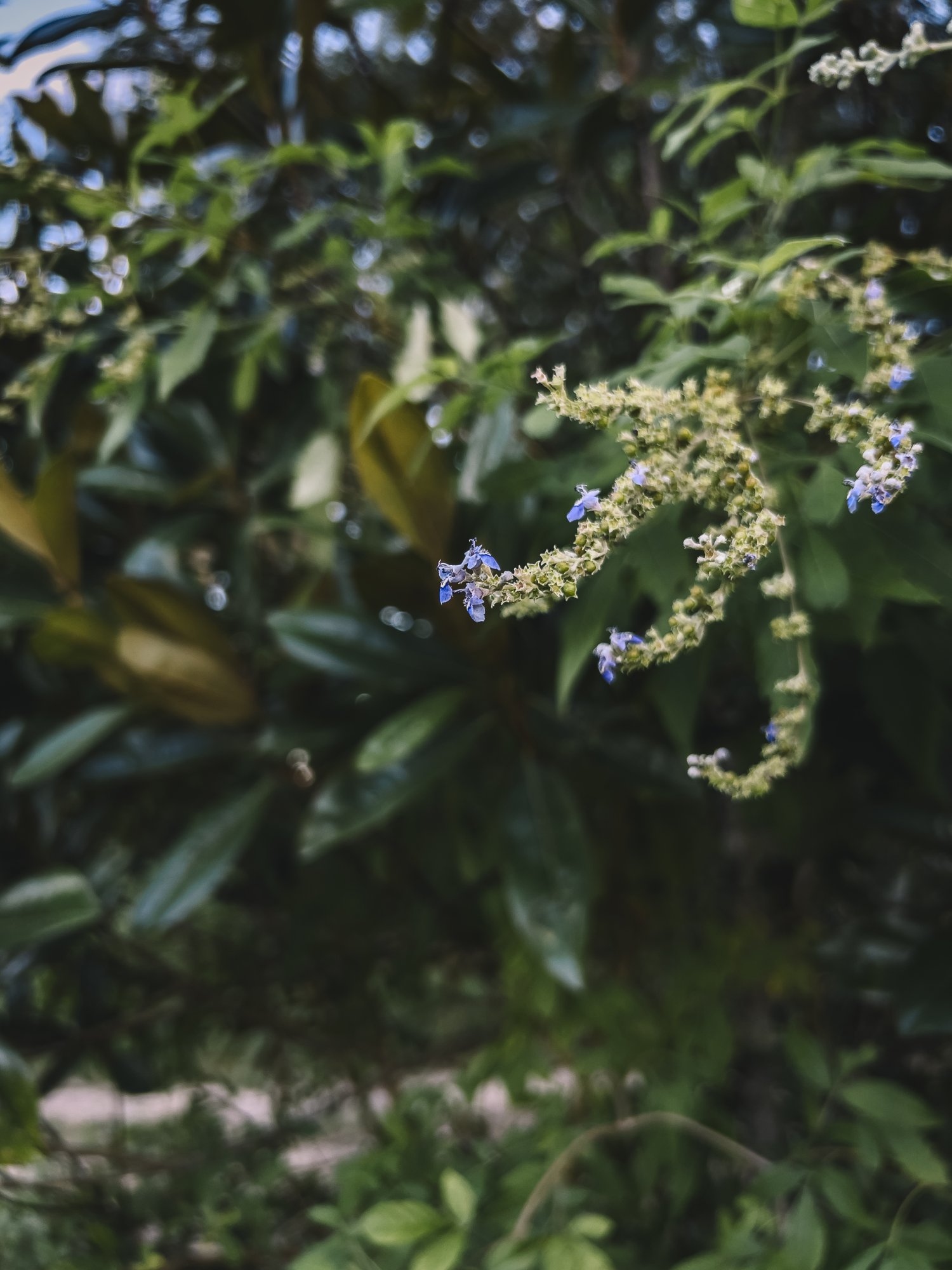 5C05162C-E850-4812-B391-9EFAEAF9207A.jpeg