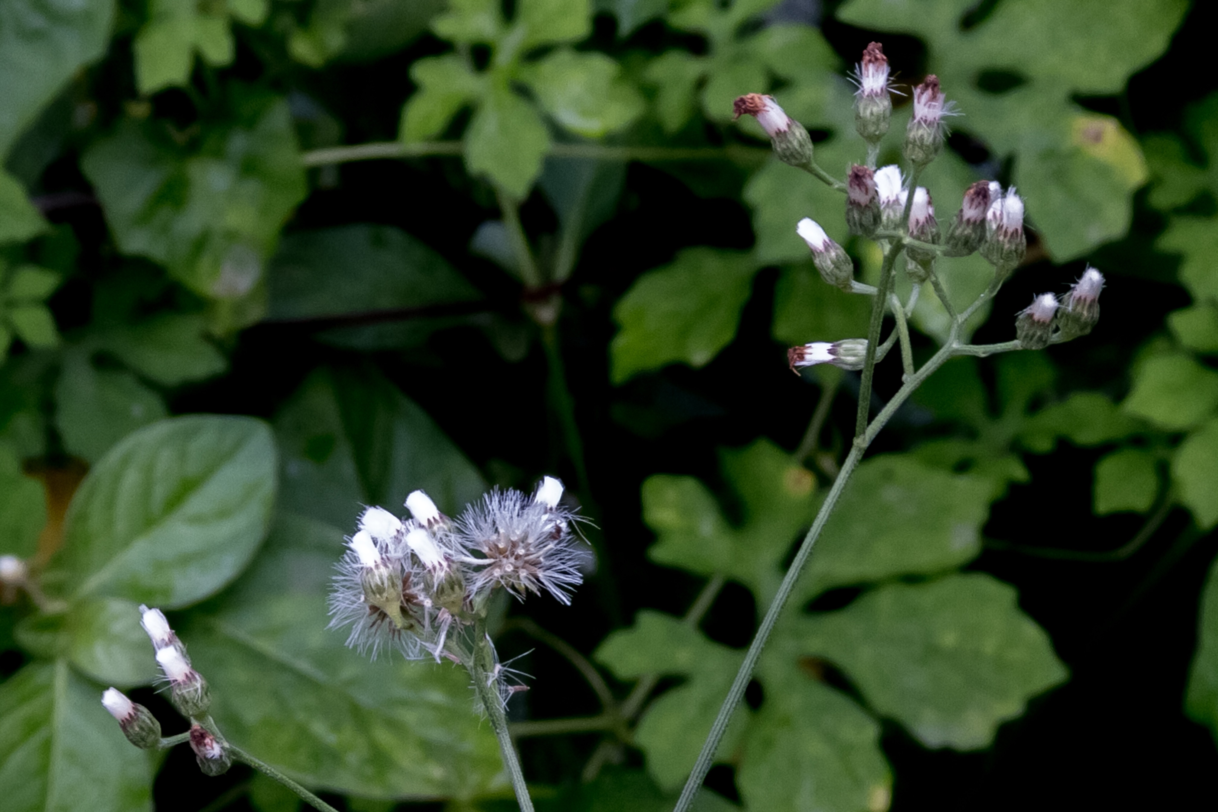 601406F6-B79E-4635-9448-6C673598D217.jpeg