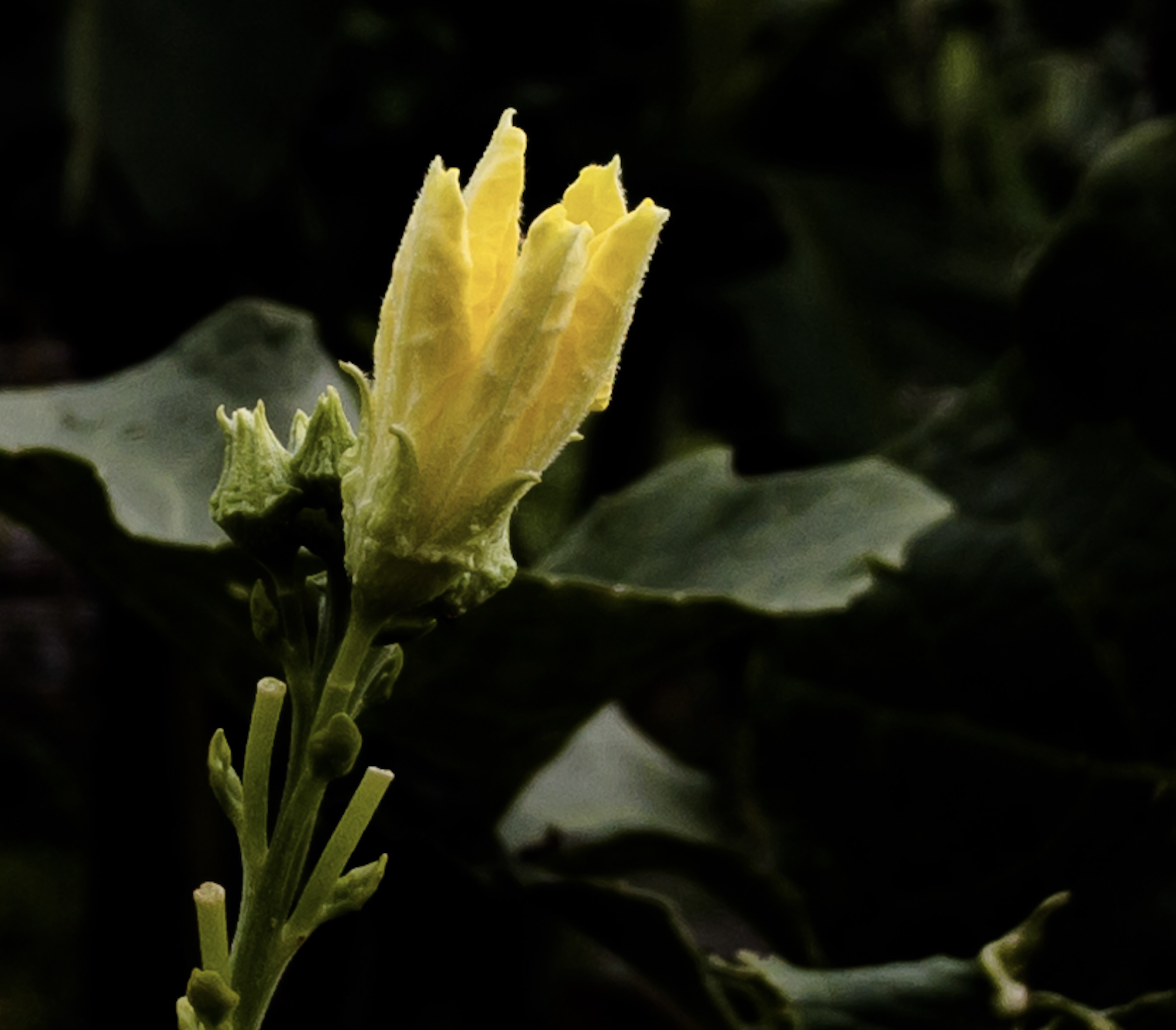 62B7176F-571A-474C-A9BD-3F8CE760E034.jpeg