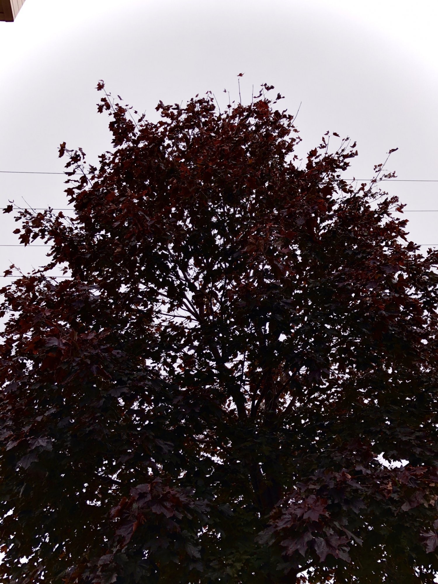 716472C0-7181-426E-A981-274158C35886.jpeg