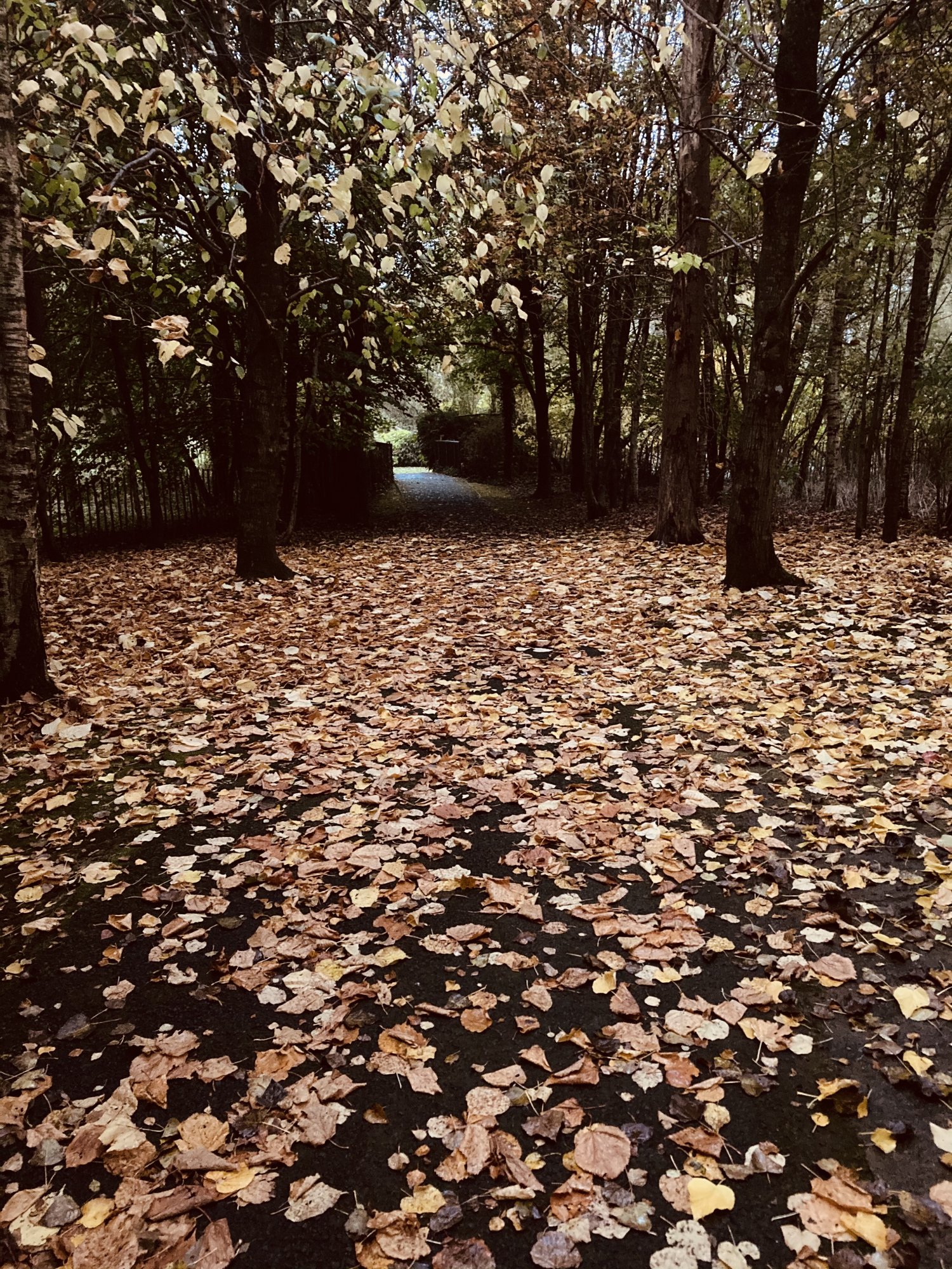 77190F1B-AC89-46D6-9B7F-976D92B00F98.jpeg
