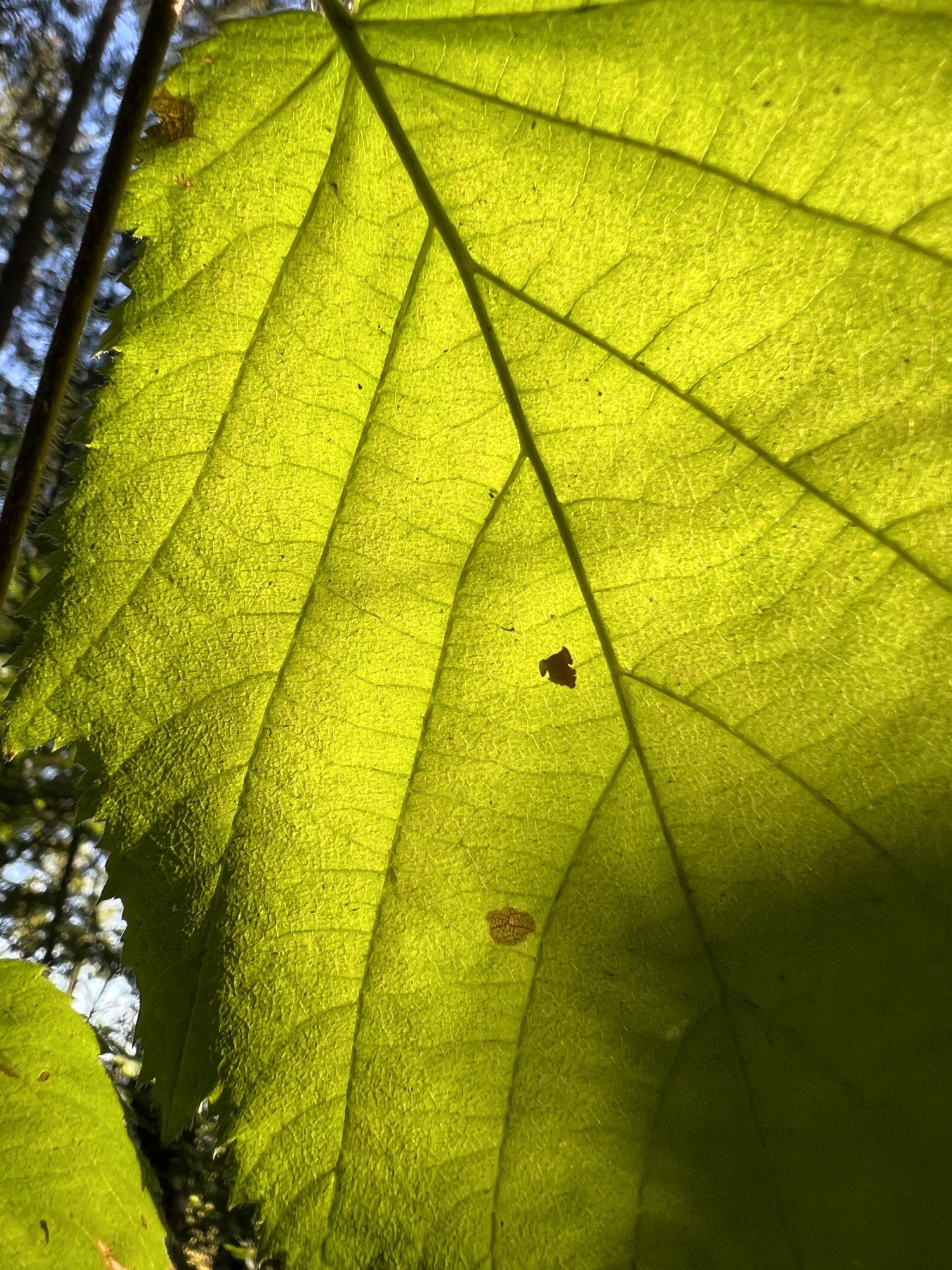 78937F49-DEEC-4AE6-8912-952F09CF0B76.jpeg