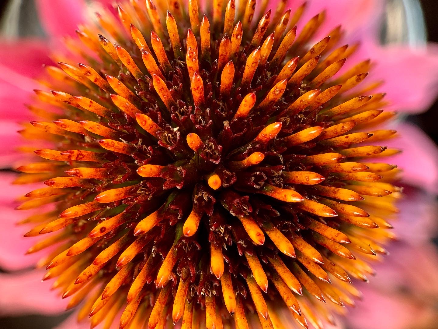 7F64A894-3FAF-46F4-ADAC-A1531D00480E.jpeg