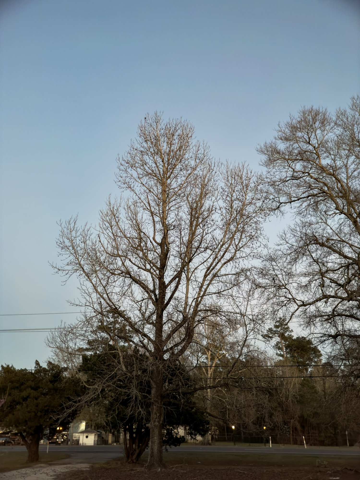 8517D693-9DFB-4E86-AC67-F3A2AEA3A6C1.jpeg