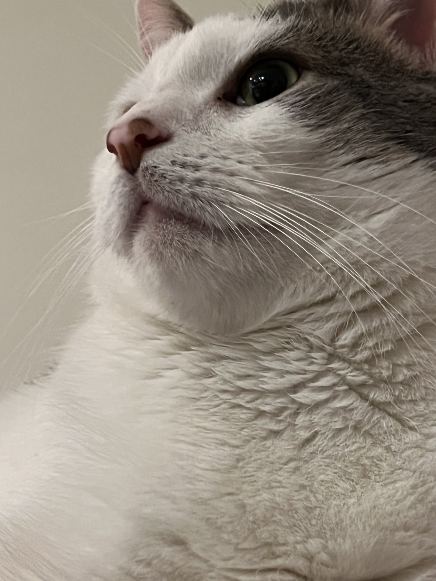 928E5BE0-047F-4590-BC1C-2A4AA0286D8C.jpeg