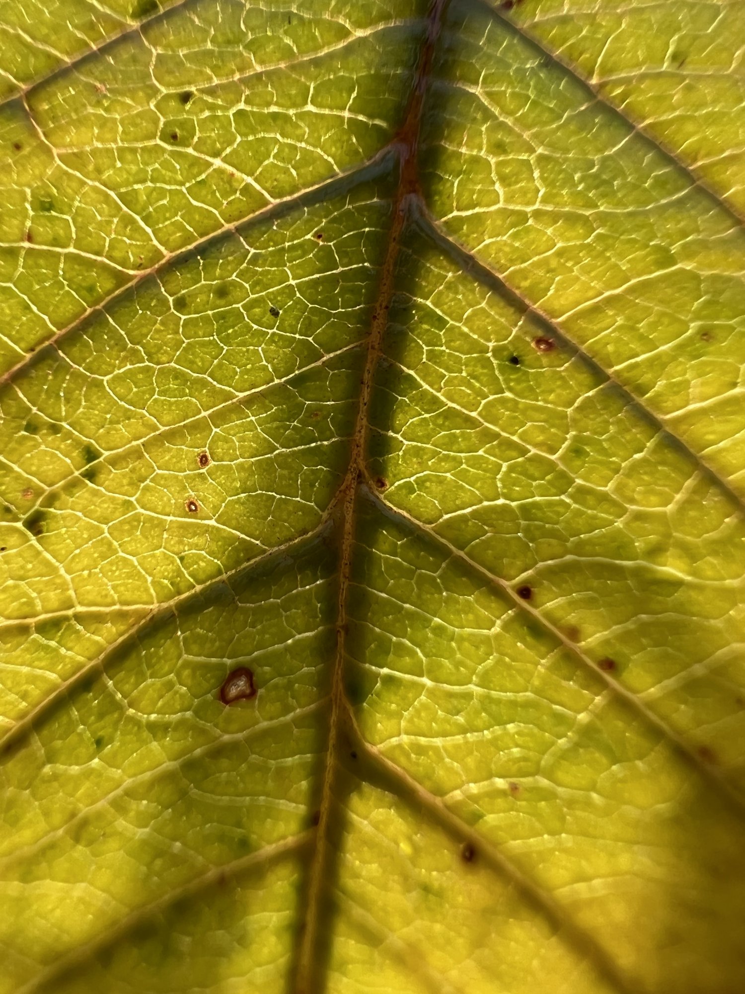 943D1B83-5981-4F8C-9461-D34B6AB7DD14.jpeg