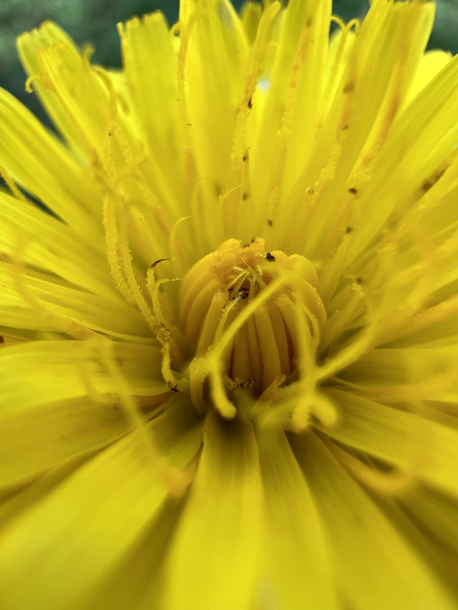 969630F2-F3F4-4B9C-8295-7EBB36ACFD27.jpeg
