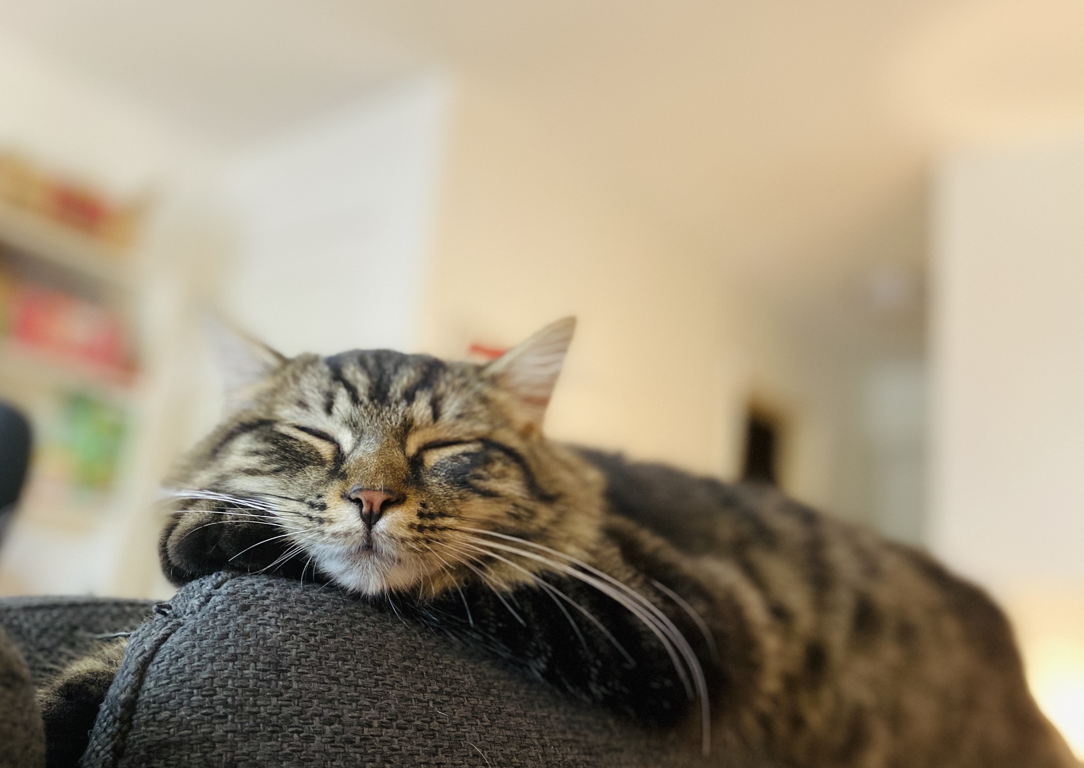 972978D9-2B56-433E-992E-B2178EC59224.jpeg