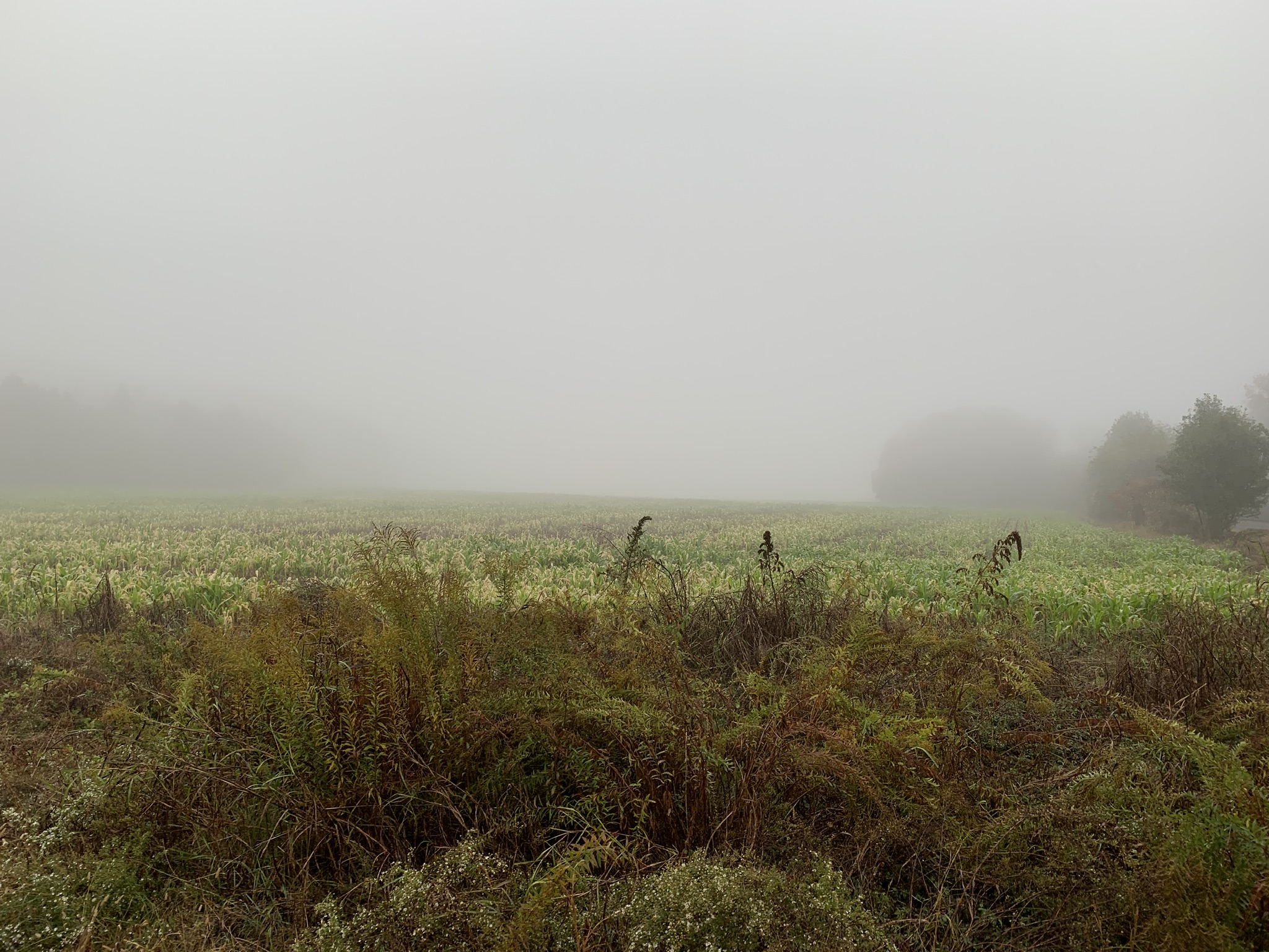 996C2450-9EF9-403F-8C00-50BCD03833A1.jpeg