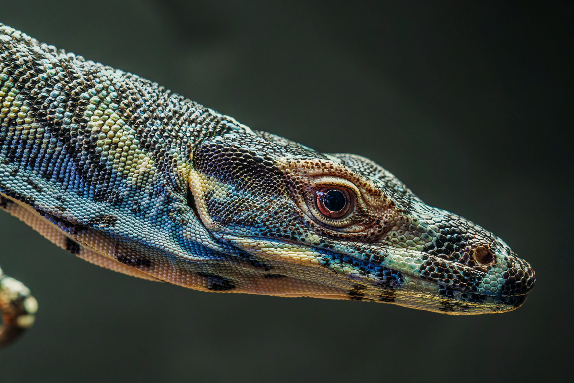 _7RV2441_Sony_Tradeshow_Goanna_1.jpg