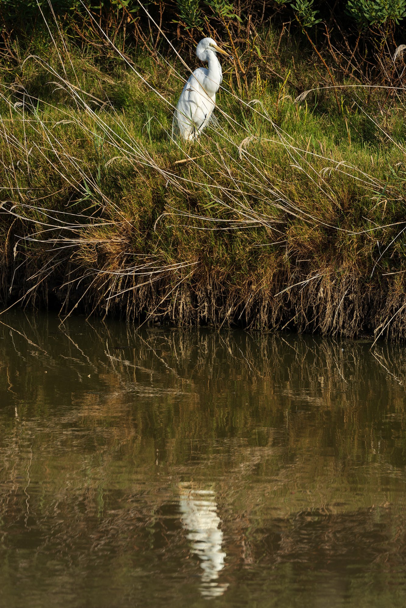 _7RV4890_Great_Egret_Reflection.jpg