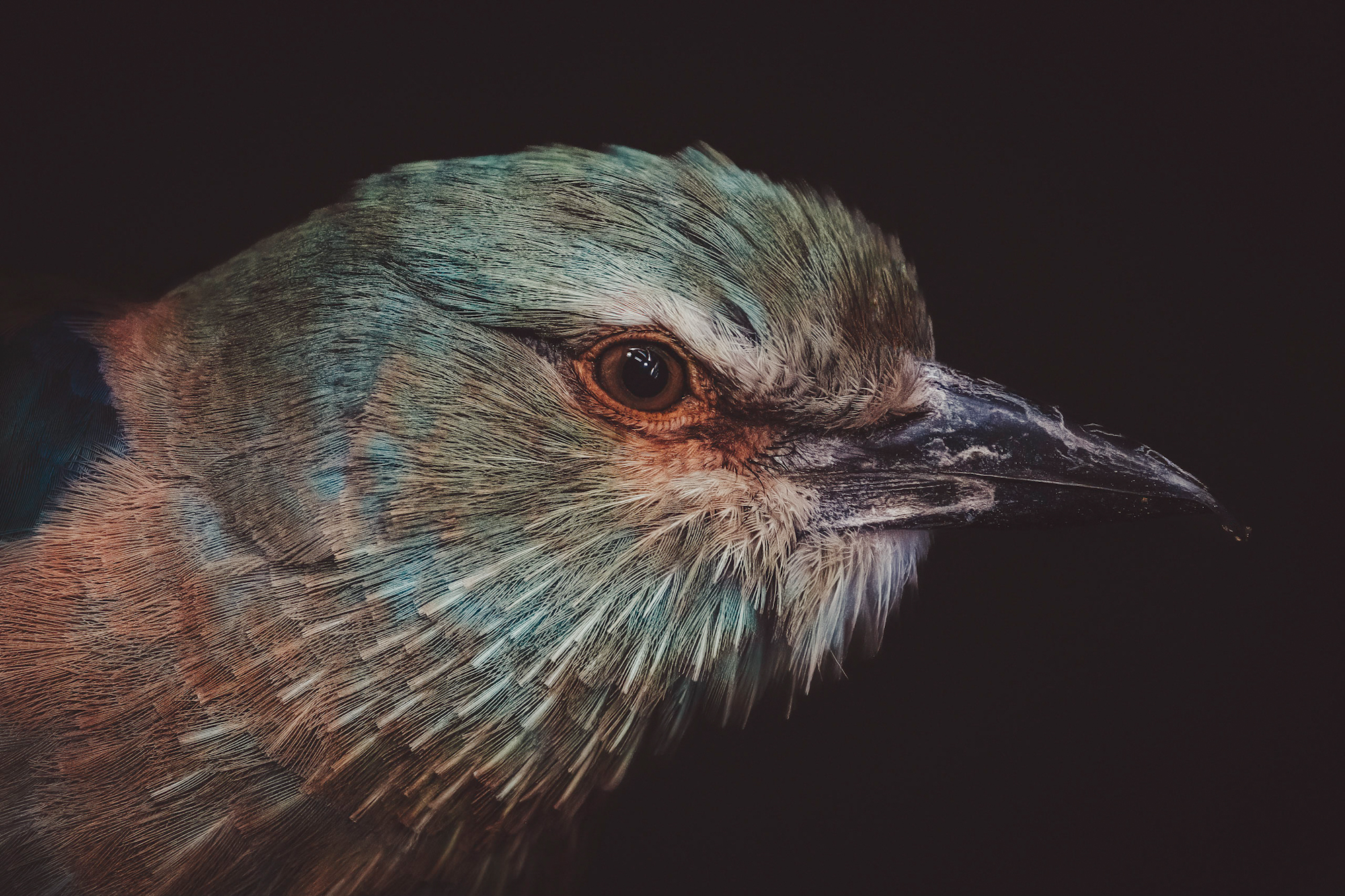 _DSC4847M1.jpeg