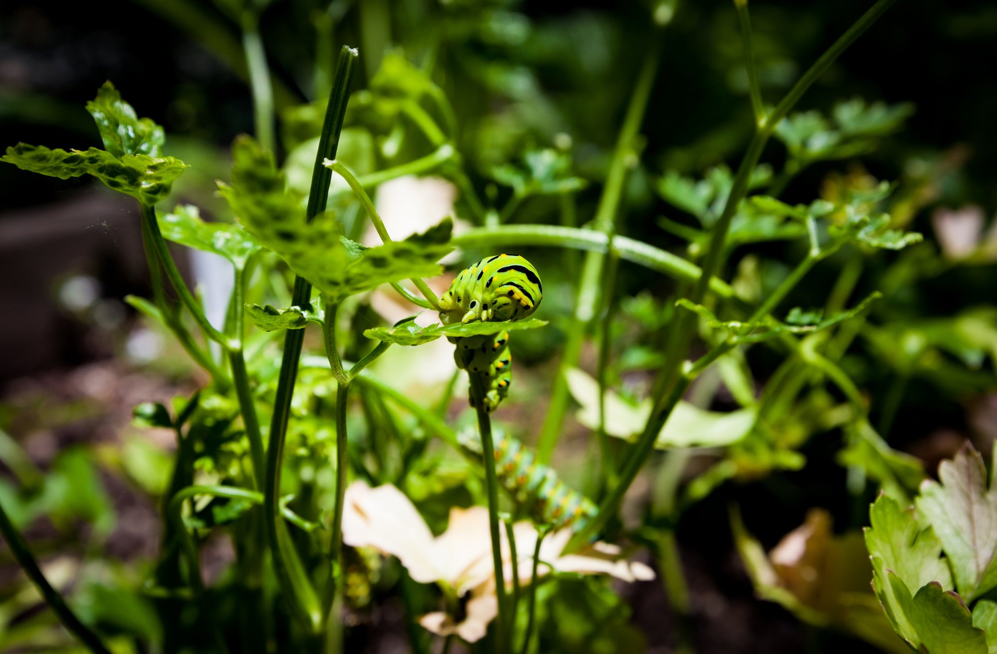 _MG_0910.jpg