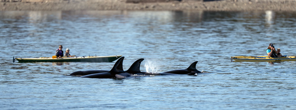 _Orcas_Kayak_0362_1000p.jpg