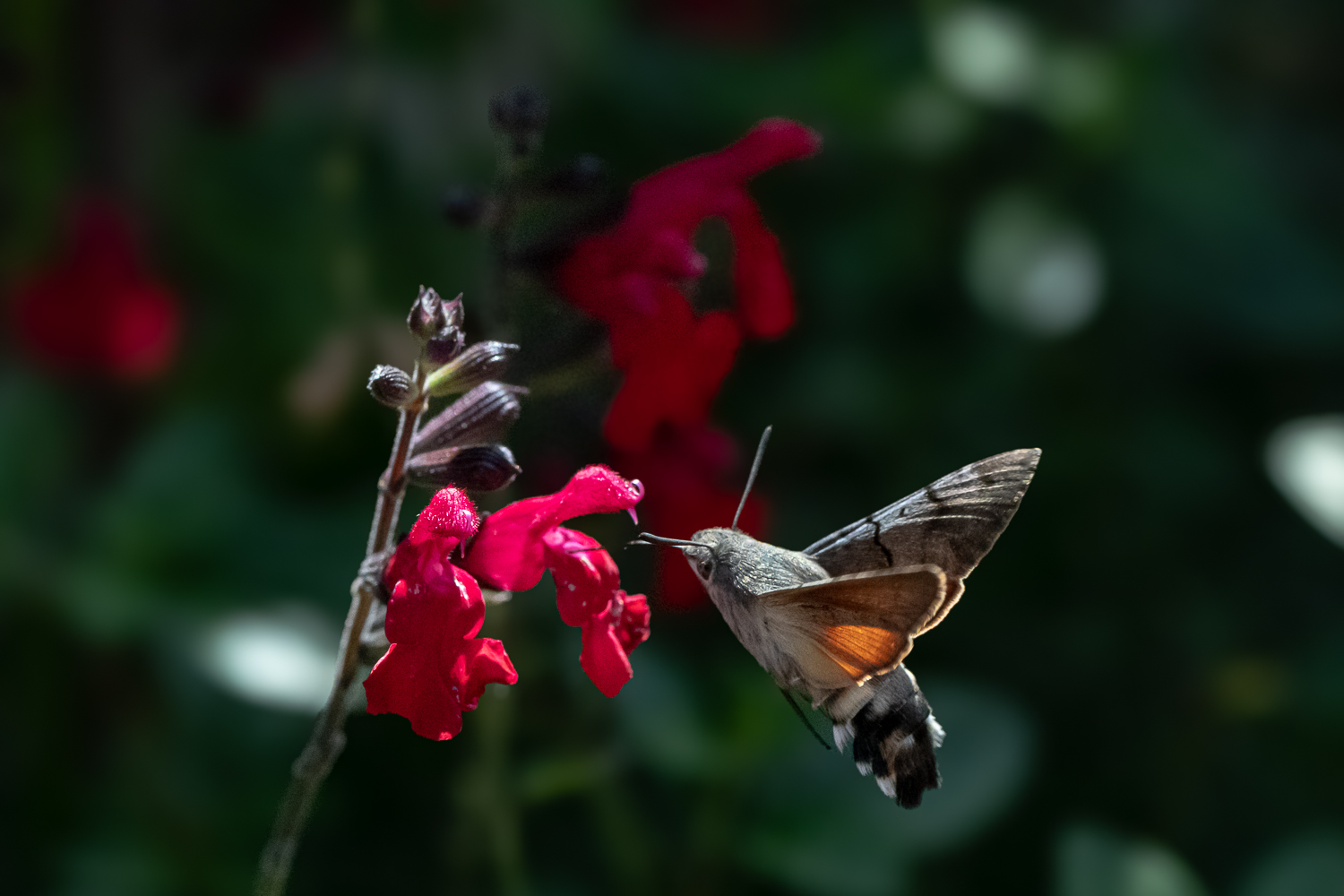 _Z635099.jpg