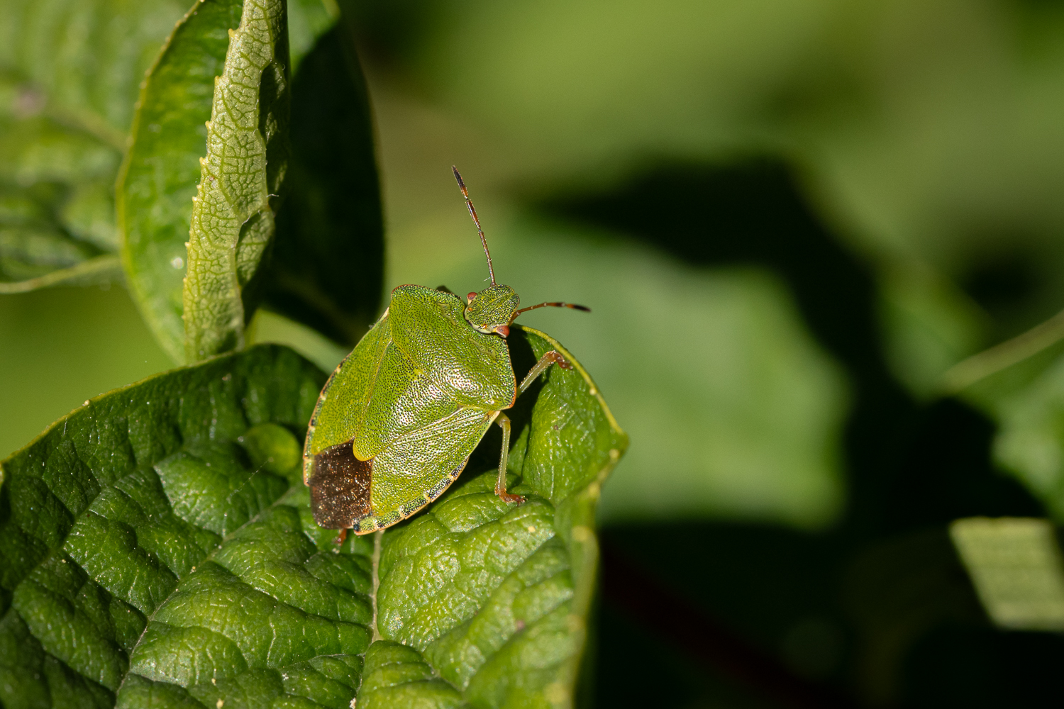 _Z635417.jpg
