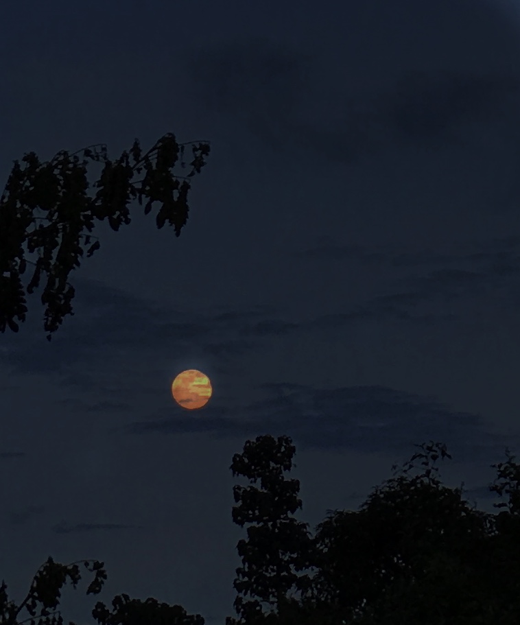 A35EDDE7-E497-446C-A162-0511E31860CE.jpeg